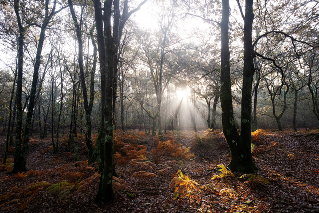 Raio de Luz 1º lugar